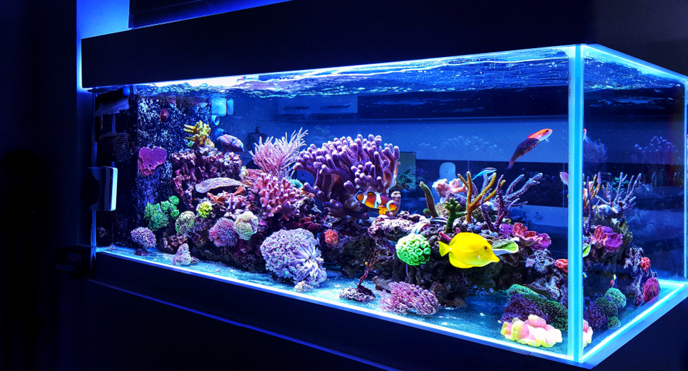 Plexiglass fish hot sale tank